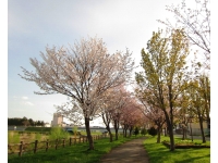 ゴールデンウィークの桜＠札幌郊外