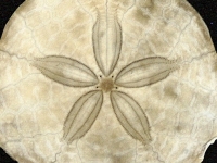 ハイイロハスノハカシパンの花紋（花びら模様）