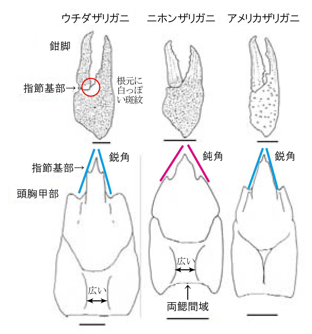 ザリガニの行く末を案じ 株式会社エコニクス エコニュース